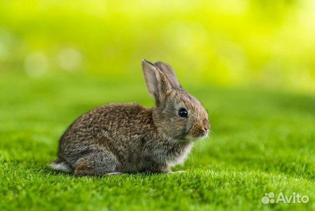 Мини карликовый кролик