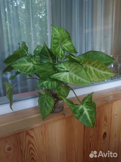 Сингониум с корнями