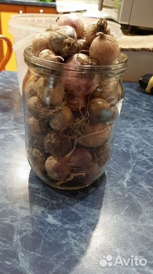 Чеснок однозубковый на посадку Мята,мелисса,щавель