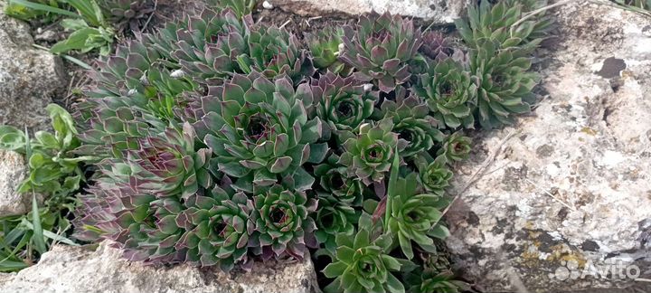 Каменные розы