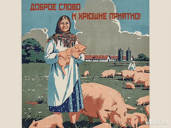 Оператор на свинокомплекс х.Шевченко