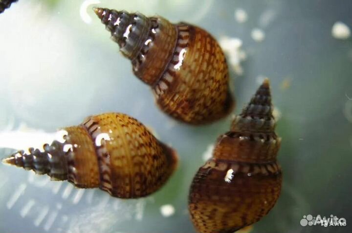 Улитки Хелен