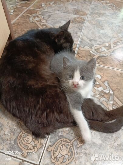 Котик маленький
