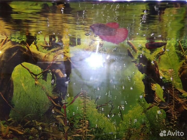 Аквариум с рыбками