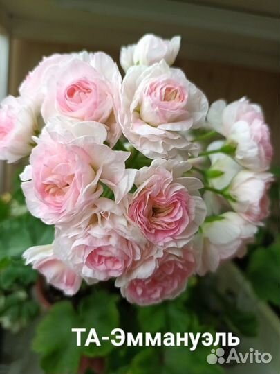 Пеларгония