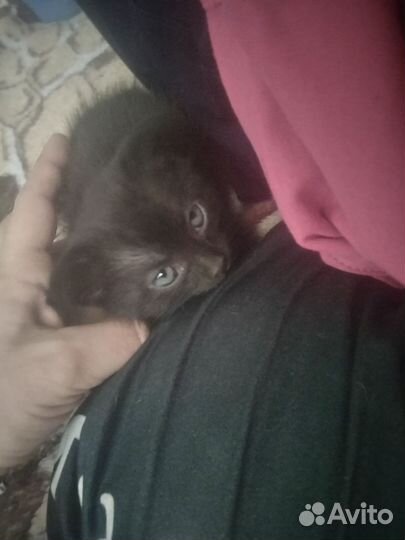 Кошка