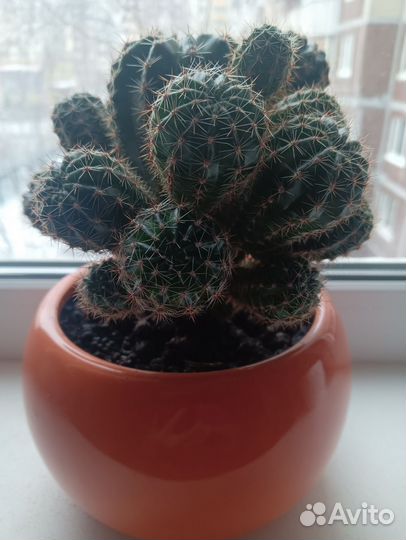 Кактус большой красивый
