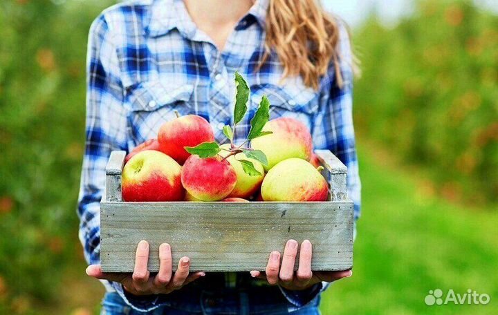 Сборщик яблок на вахту