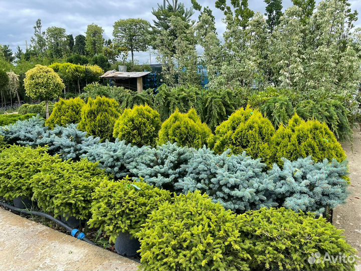 Ель pungens glauca globosa (nana)