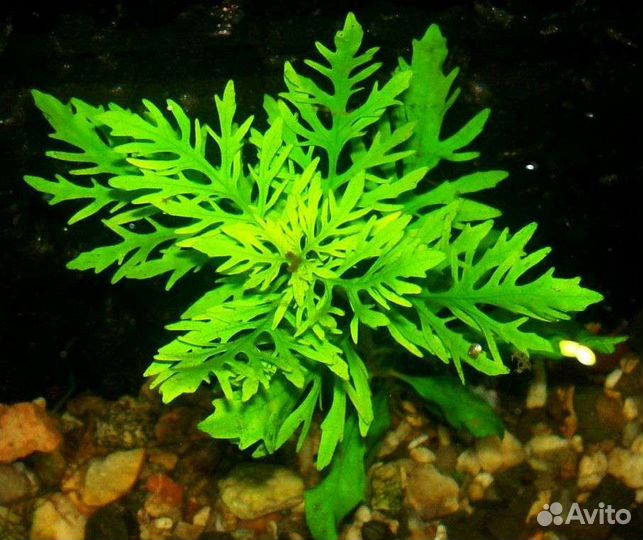 Аквариумное растение