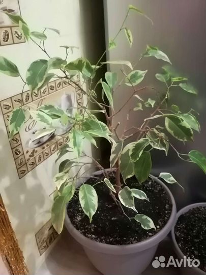 Комнатные цветы большие продажа, обмен