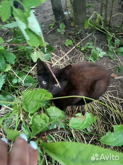 Кошечка в добрые руки