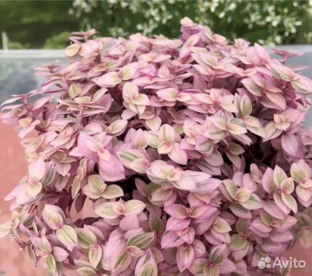 Кализия розовая пантера