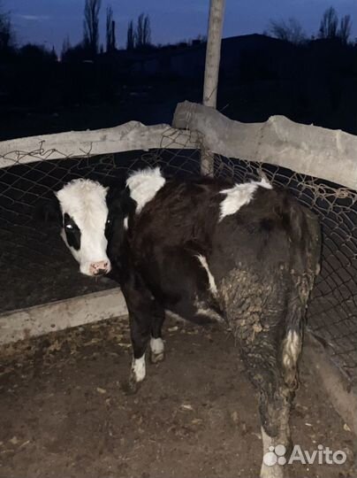 Бычки телки