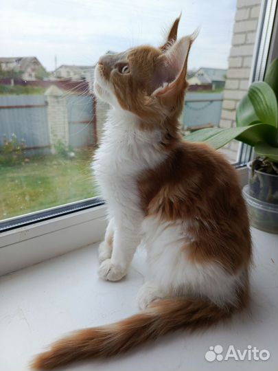 Котенок мейн-кун полидакт