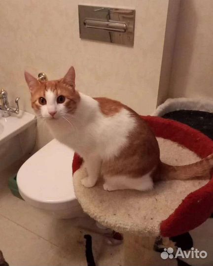 SOS Спасение животных. Кошки и коты в добрые руки