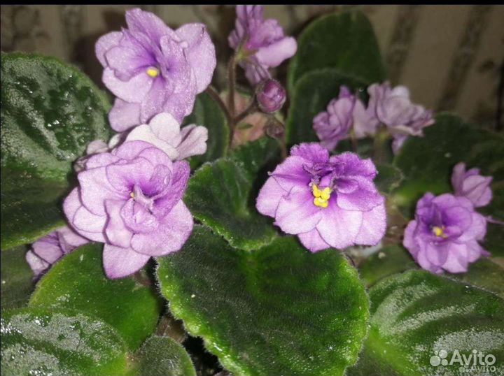 Комнатные цветы