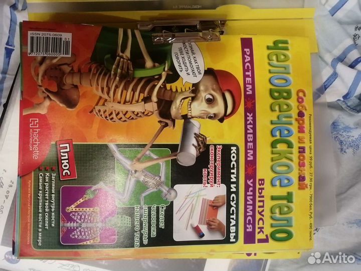 Тело человека