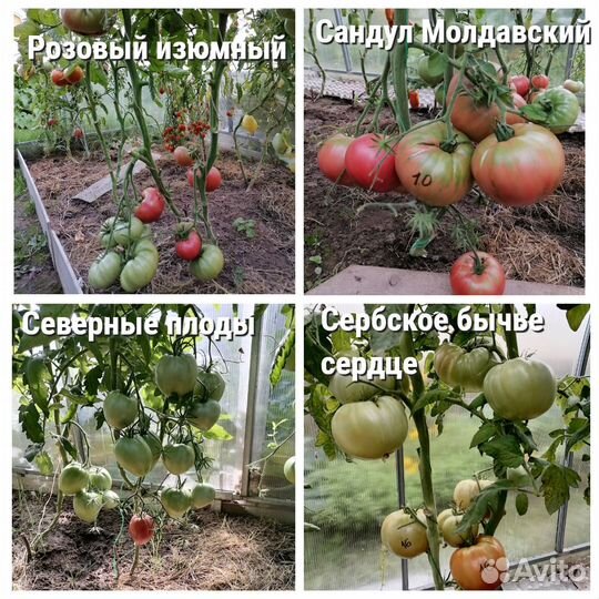 Семена томатов своего сбора