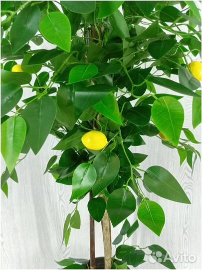 Лимонное дерево с плодами в горшке