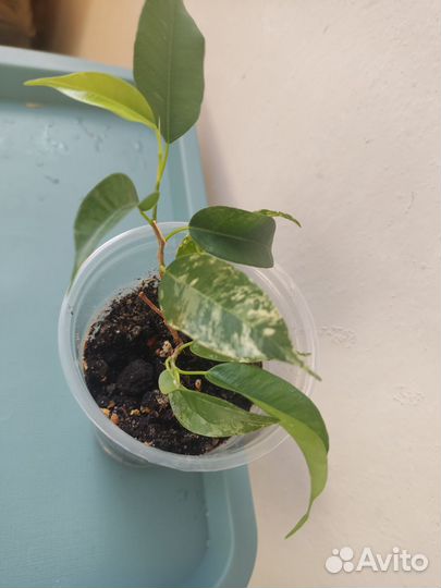 Фикус бенджамина Сафари