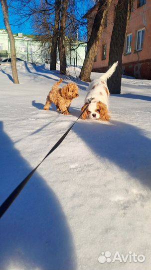 Милашка кавапу