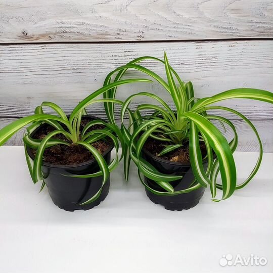 Хлорофитум Бонни