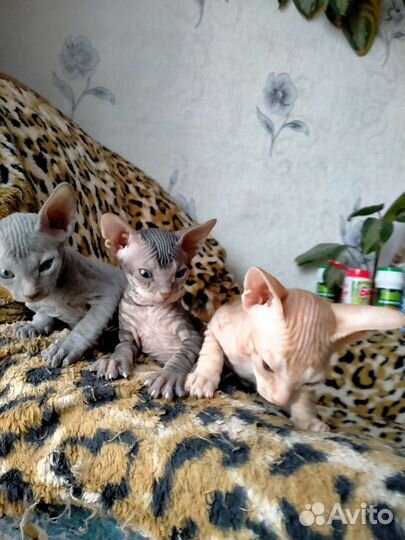 Донской сфинкс велюр котята