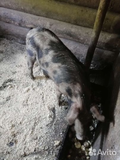 Хряк на племя