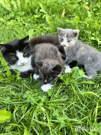 Чудесные котята в добрые руки, 1 месяц