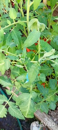 Рассада помидор