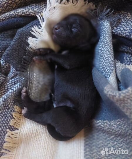 Пит-Буль-Тельер