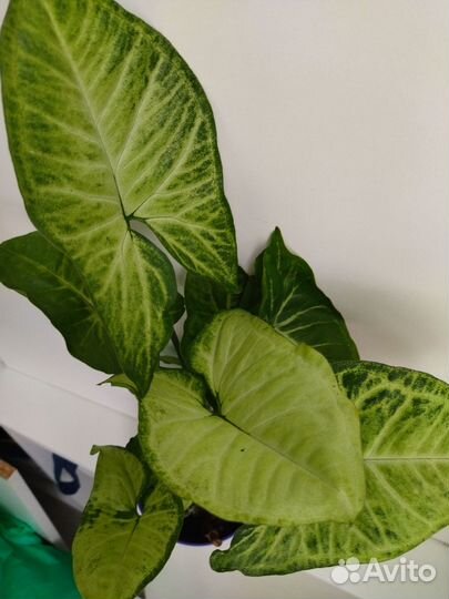 Сингониум домашний