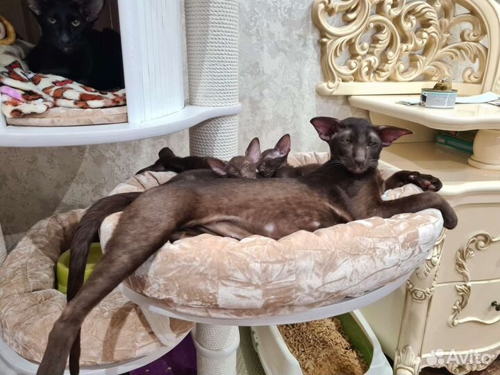 Шикарные котики и кошечка с документами