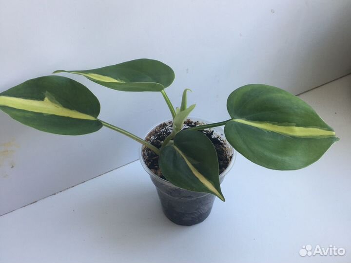 Филодендрон триколор