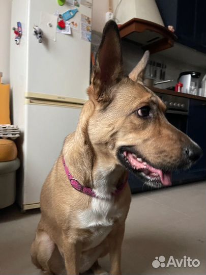 Передержка собак и кошек зооняня зоогостиница