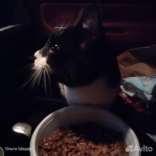 Котик до года