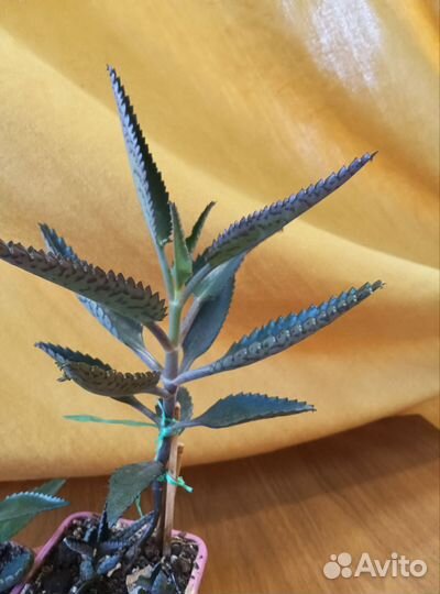 Каланхоэ лечебное