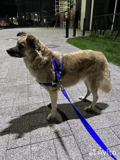 Собака в добрые руки (мальчик)