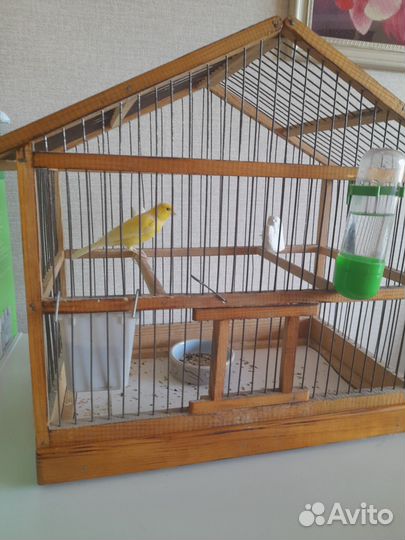 Кенар поющий