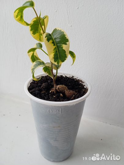 Фикус Бенджамина Ирен