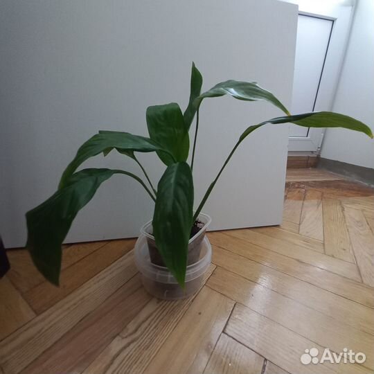 Спатифиллум