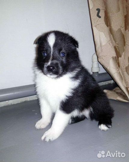 Щенки от бордер колли. В добрые руки