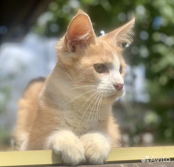 Котята Мейн Кун Девочки