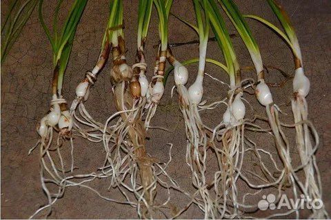 Зефирантес выскочка