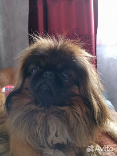 Вязка пекинес (кобель)