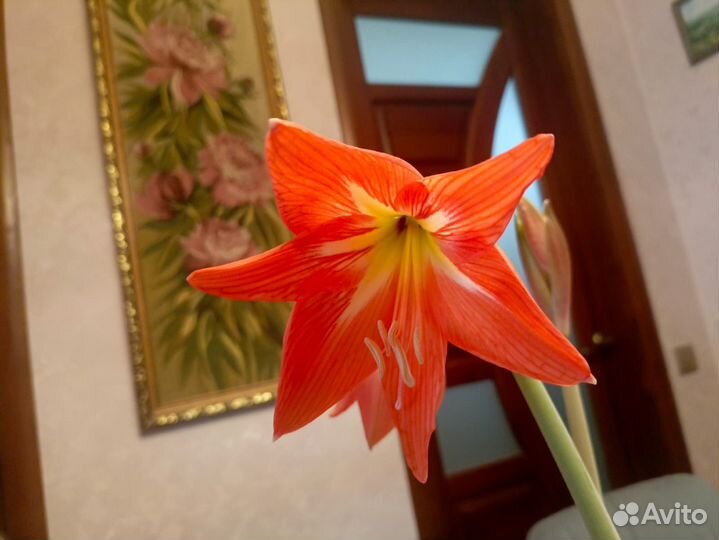 Гиппеаструм