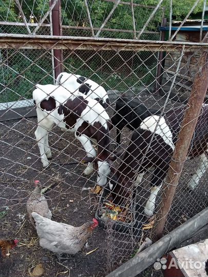 Телята бычки