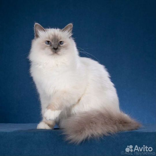 Кошечка Священной Бирмы