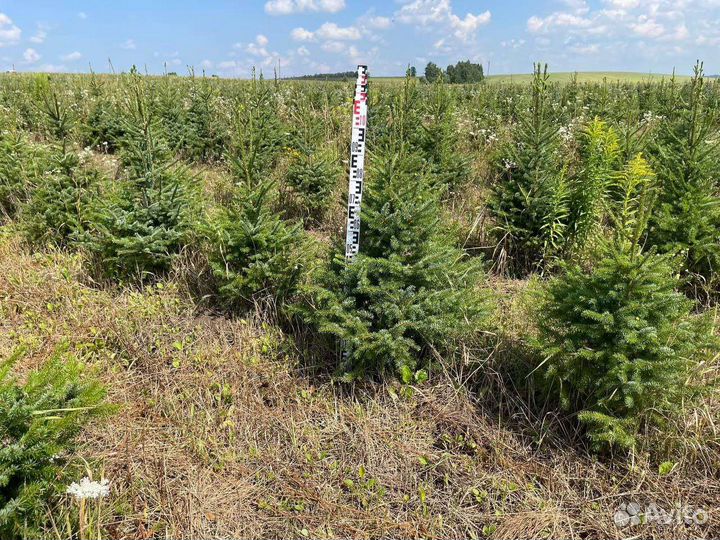 Ель сербская